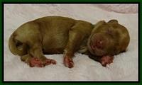JB pups 1 day old 19