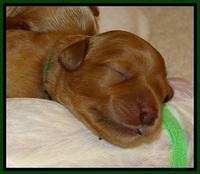 JB pups 5 days old 5