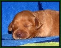 JBR pups 1 wk old 24