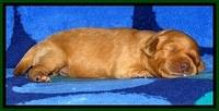 JBR pups 1 wk old 25