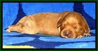 JBR pups 1 wk old 26