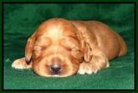 JBR pups 2 wks old 30