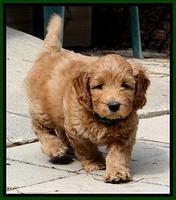 JBR pups 7 wks old 41
