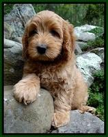 JRB pups 8 wks old 1775