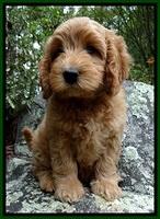 JRB pups 8 wks old 875