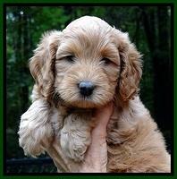 jbr pups 6 wks old faces 201