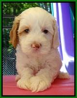 JBR pups 5 wks old 8