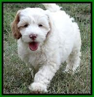 JRB pups 7.5 wks old 275