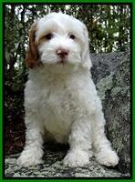 JRB pups 8 wks old 575