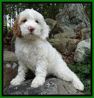 JRB pups 8 wks old 775