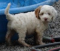 ST pups 7 wks old 23200
