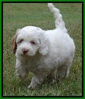 ST pups 7 wks old 4200