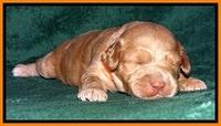 JBR pups 2 wks old 20