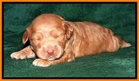JBR pups 2 wks old 23