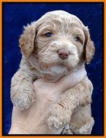 JBR pups 4 wks old 18