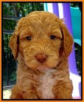 JBR pups 5 wks old 18