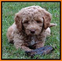 JBR pups 7 wks old 15200