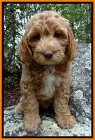 JRB pups 8 wks old 1475