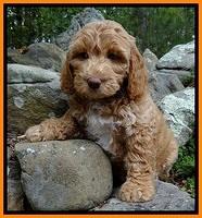 JRB pups 8 wks old 1575