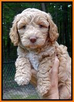 jbr pups 6 wks old faces 251