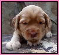 JBR pups 3 wks old 1