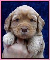 JBR pups 4 wks old 3