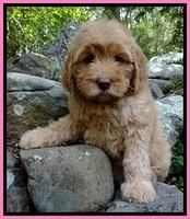 JR pups 8 wks old 31