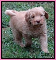 ST pups 7 wks old 6200