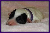 JB pups 1 day old 9