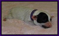 Jb pups 1 day old 10