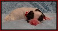JB pups 1 day old 7