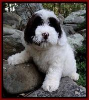 JB pups 8 wks old 6