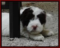 JBR pups 6 wks old 13