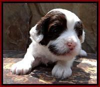 Jbr pups 3 wks old 7