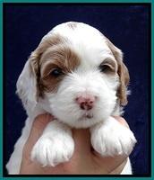 JBR pups 4 wks old 20