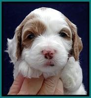 JBR pups 4 wks old 21