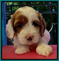 JBR pups 5 wks old 20