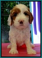 JBR pups 5 wks old 21