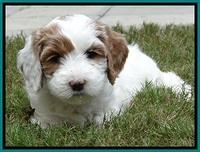 JBR pups 6 wks old 7