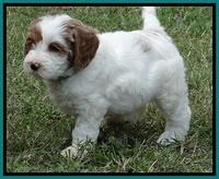 jbr pups 7 wks old 1100