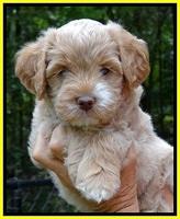 jbr pups 6 wks old faces 51