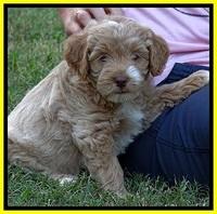 jbr pups 7 wks old 3100
