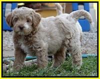 jbr pups 7 wks old 7100
