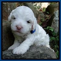 Jolie Buster 3 wks old 41