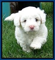 Jolie Buster 5 wks old 30