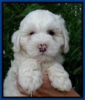 Jolie Buster 7 wks old 31