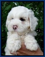 Jolie Buster 7 wks old 41