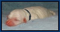 Jolie Buster puppies newborn 9 21