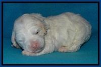 Jolie Buster pups 2 wks old 30