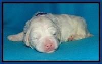 Jolie Buster pups 2 wks old 60